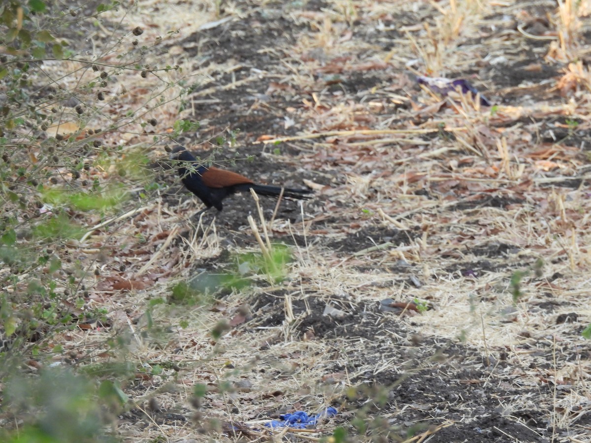 Greater Coucal - ML618614466