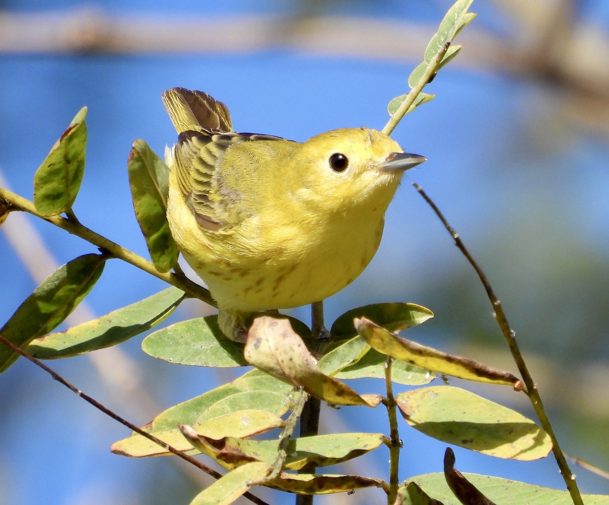 Yellow Warbler - Cathie Canepa
