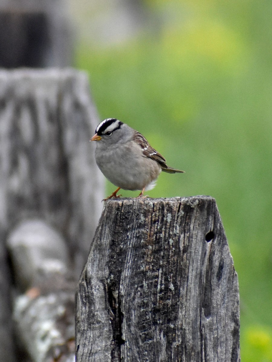 White-crowned Sparrow - ML618614484