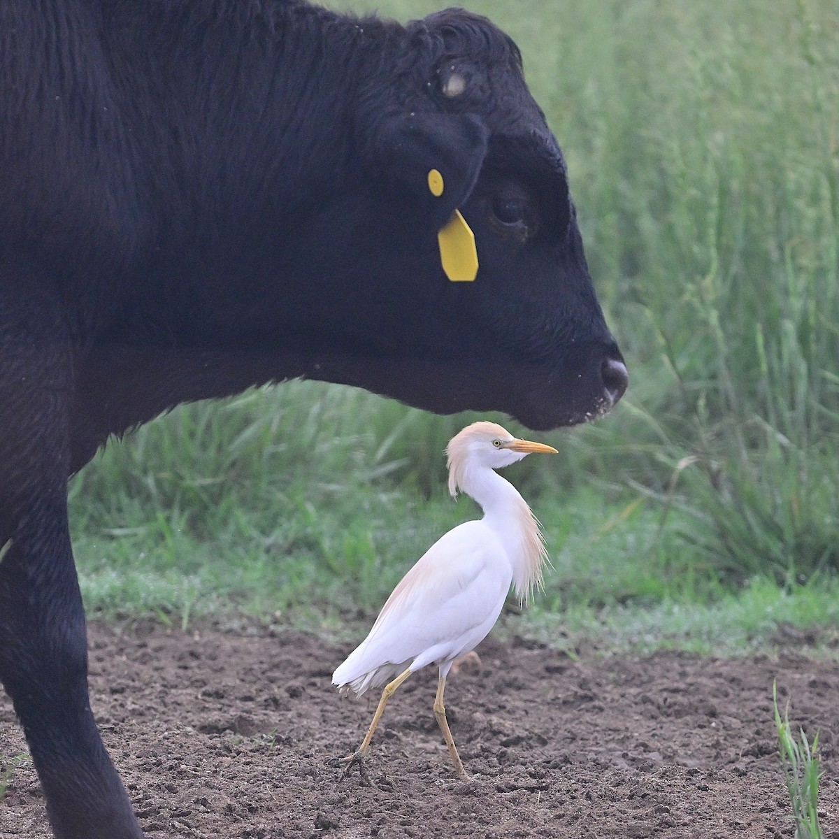 Чапля єгипетська (підвид ibis) - ML618614495