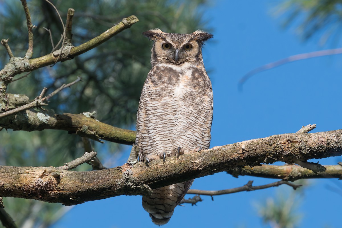 Great Horned Owl - ML618614507