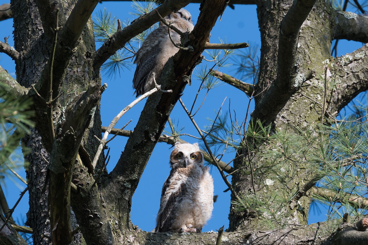 Great Horned Owl - ML618614508