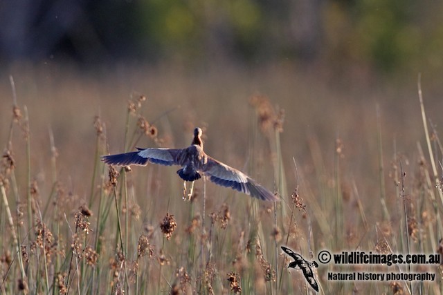 Yellow Bittern has been recorded in Western Australia; September, Western Australia, Australia. - Yellow Bittern - 