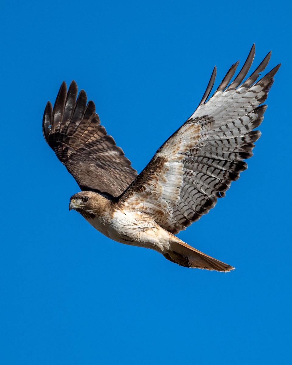 Red-tailed Hawk - ML618614527