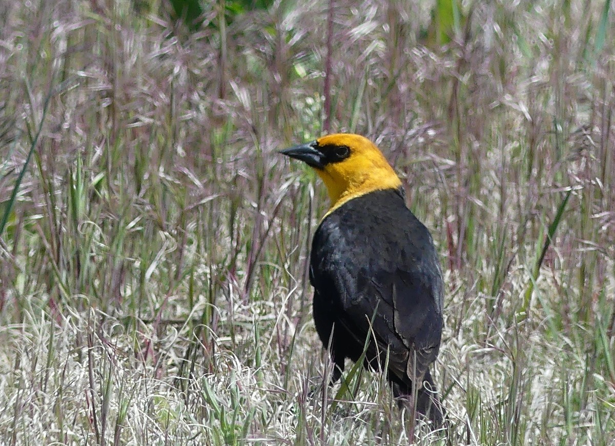 Yellow-headed Blackbird - ML618614543
