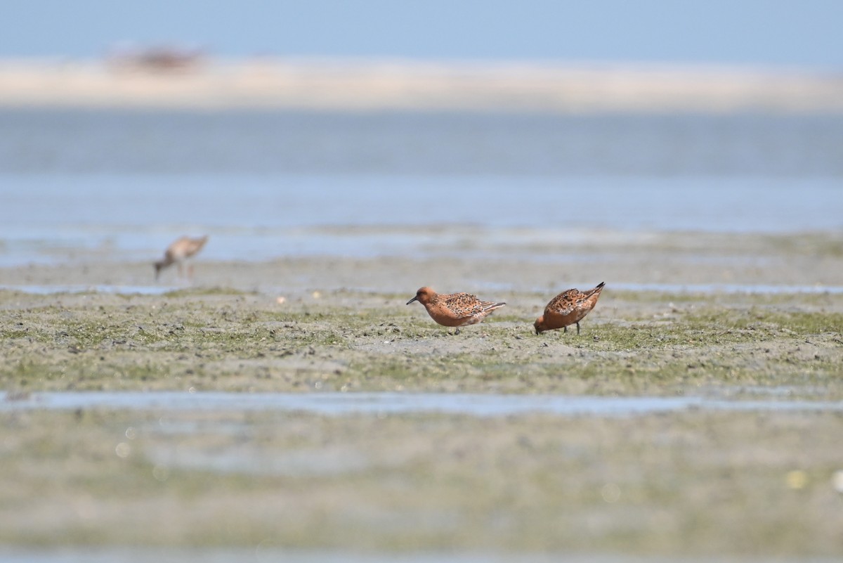 Red Knot - ML618614574