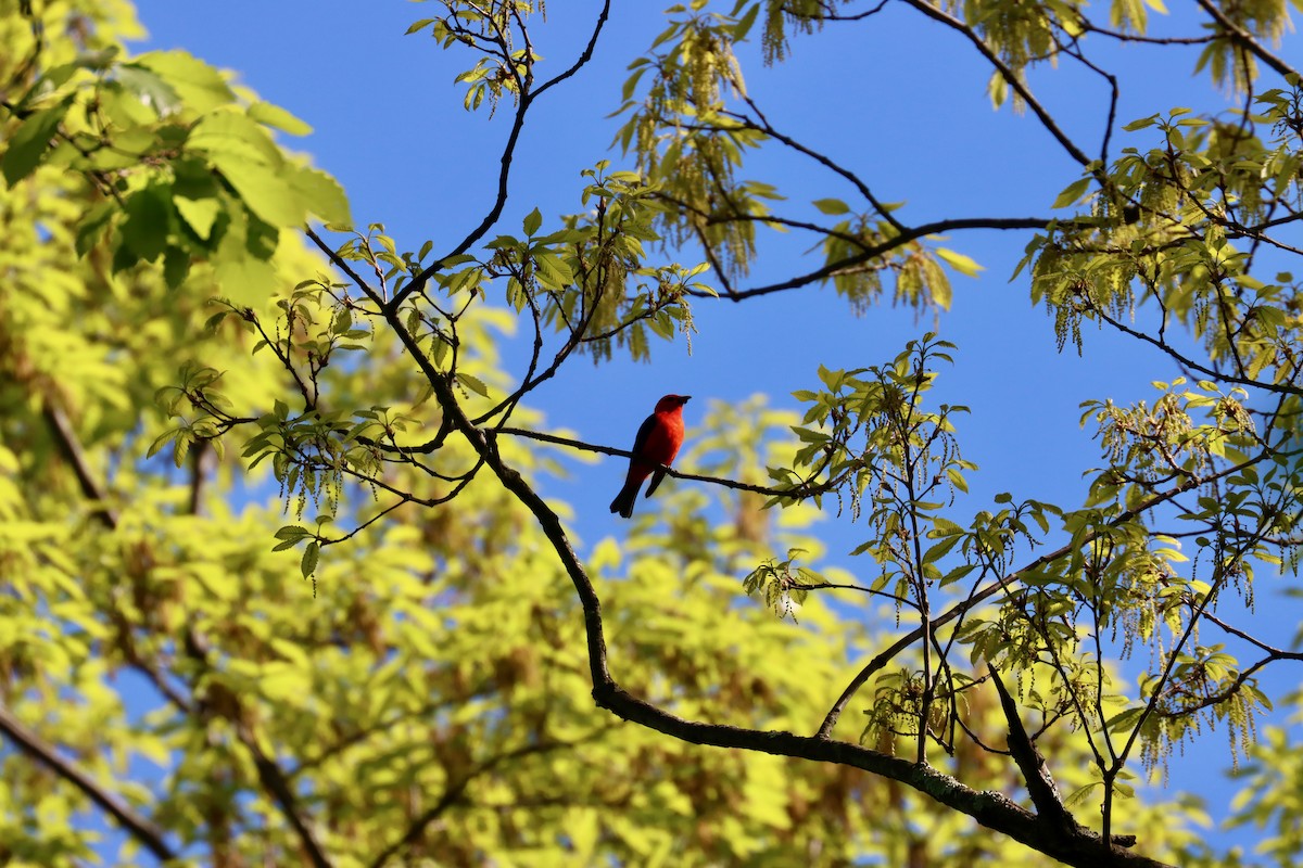 Scarlet Tanager - ML618614583