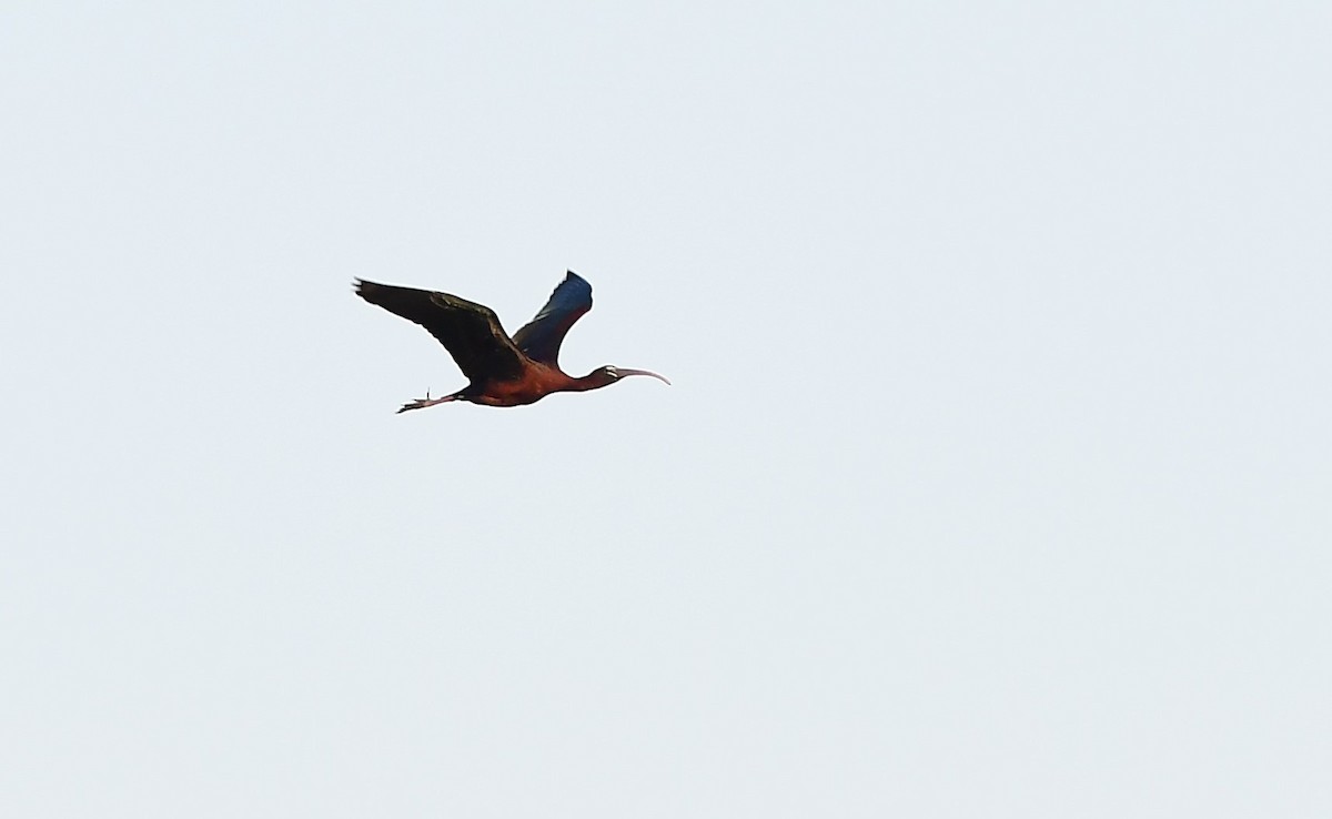 ibis hnědý/americký - ML618614589