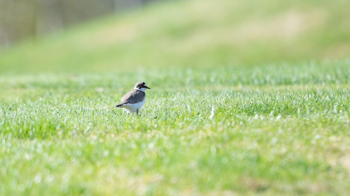 Little Ringed Plover (curonicus) - ML618614613