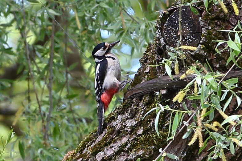Great Spotted Woodpecker - ML618614641