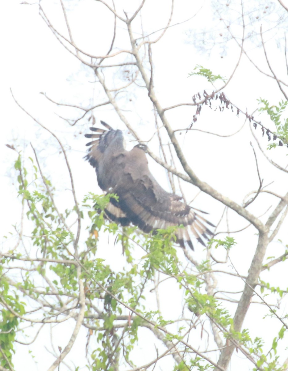 Crested Serpent-Eagle - ML618614652