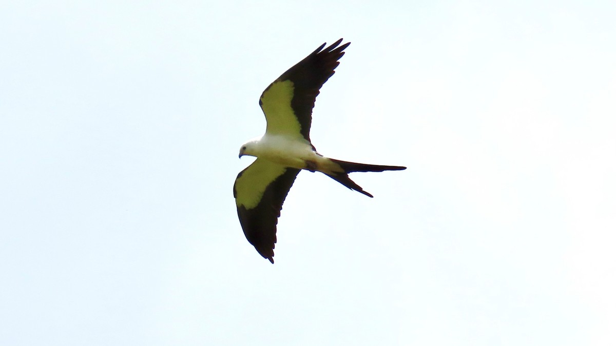 Swallow-tailed Kite - ML618614658