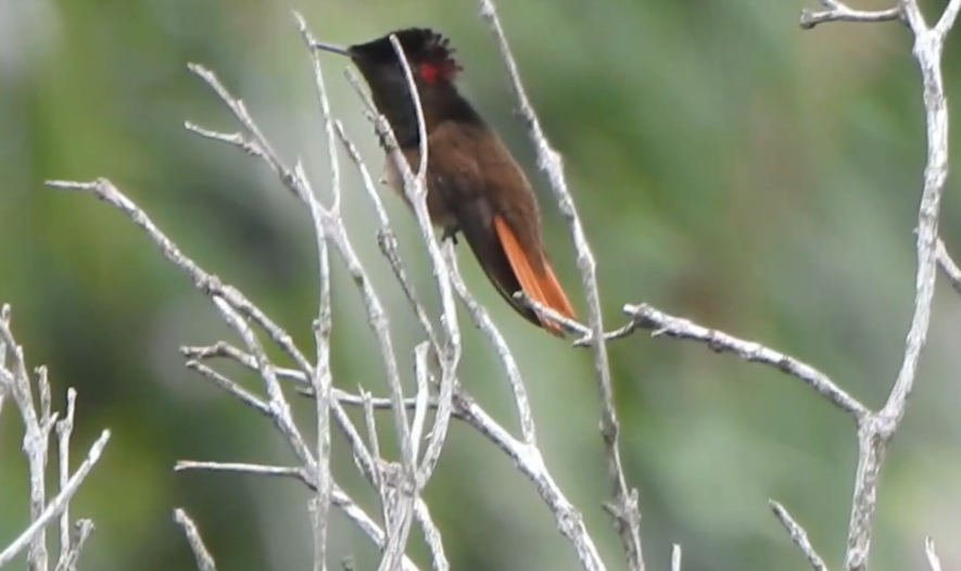 kolibřík červenohlavý - ML618614663