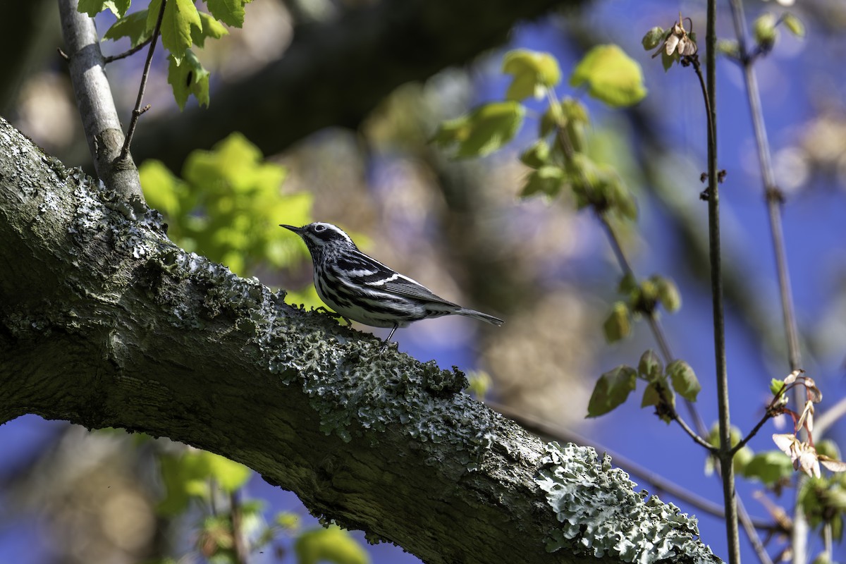 Black-and-white Warbler - ML618614666