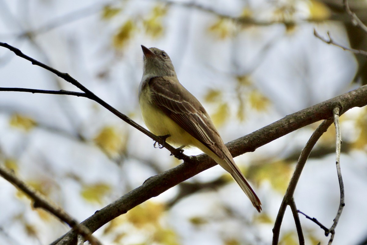 Great Crested Flycatcher - ML618614707