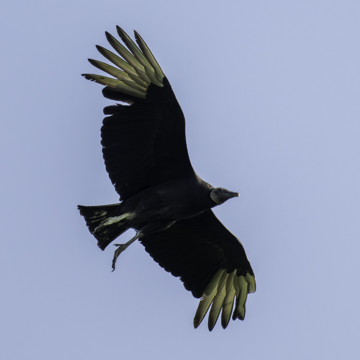 Black Vulture - ML618614712