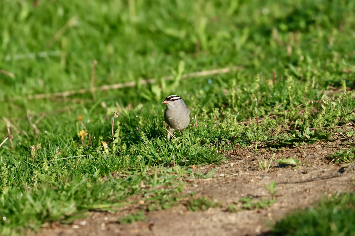 White-crowned Sparrow - ML618614739