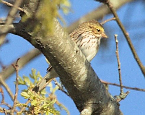 Savannah Sparrow - ML618614741