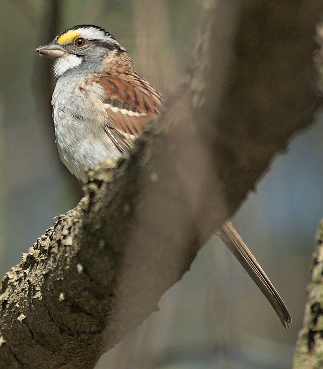 White-throated Sparrow - ML618614749