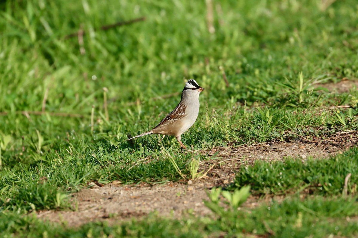 White-crowned Sparrow - Jack Hagan