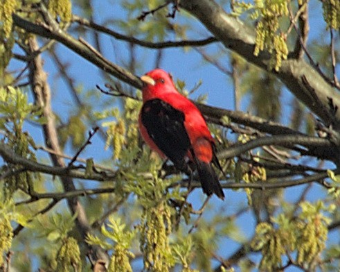 Scarlet Tanager - ML618614753