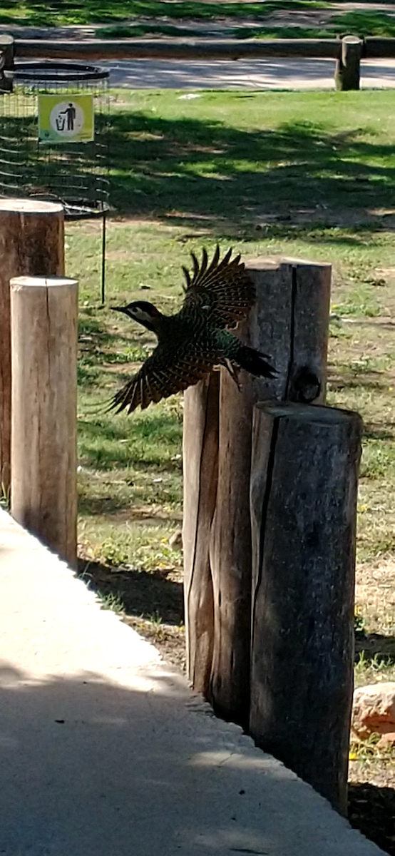 Green-barred Woodpecker - ML618614768
