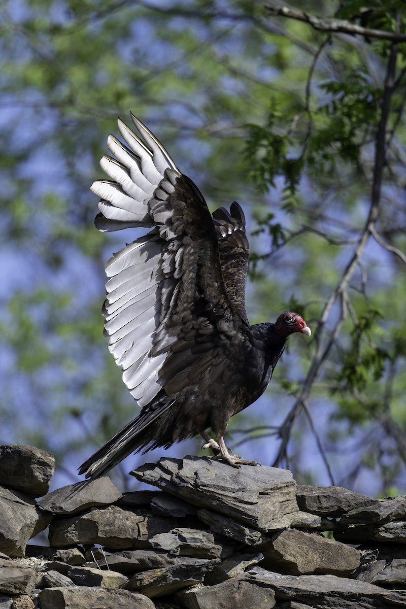 Turkey Vulture - ML618614779