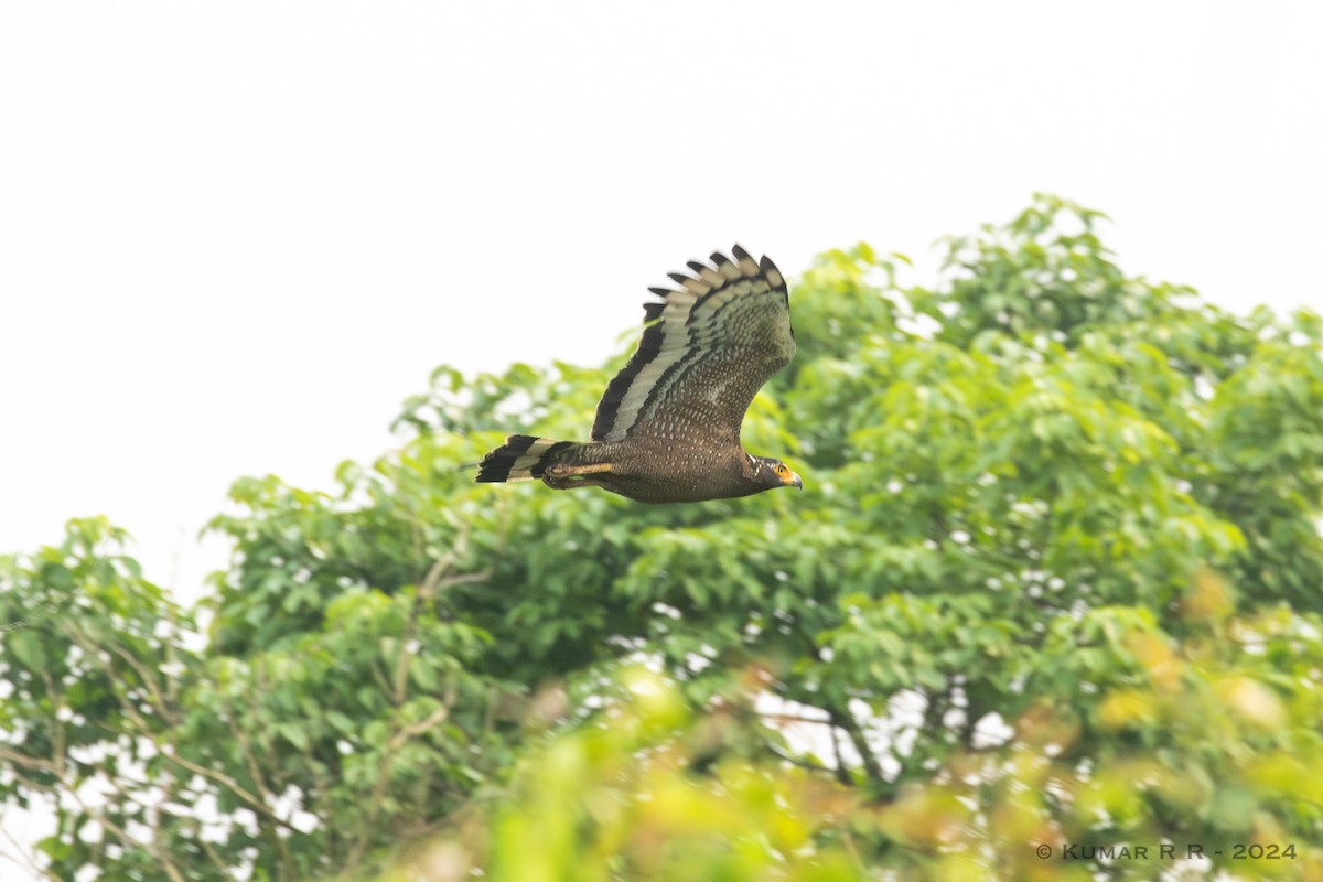 Crested Serpent-Eagle - ML618614781