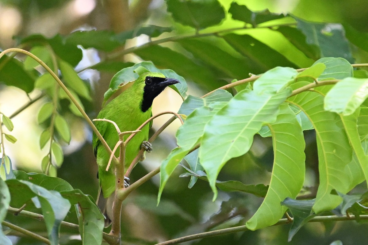 Lesser Green Leafbird - ML618614794