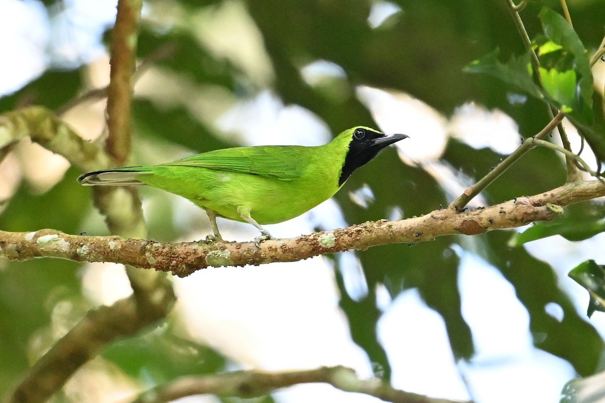 Lesser Green Leafbird - ML618614795