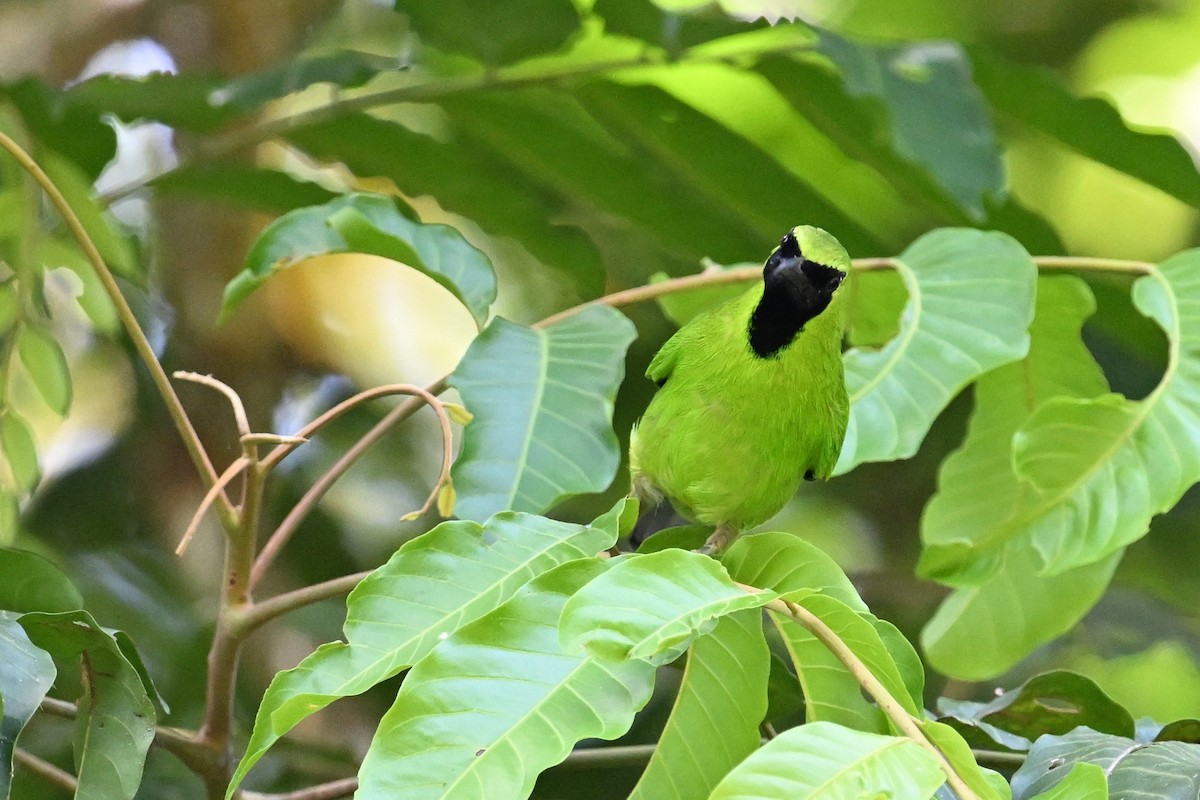 Lesser Green Leafbird - ML618614796