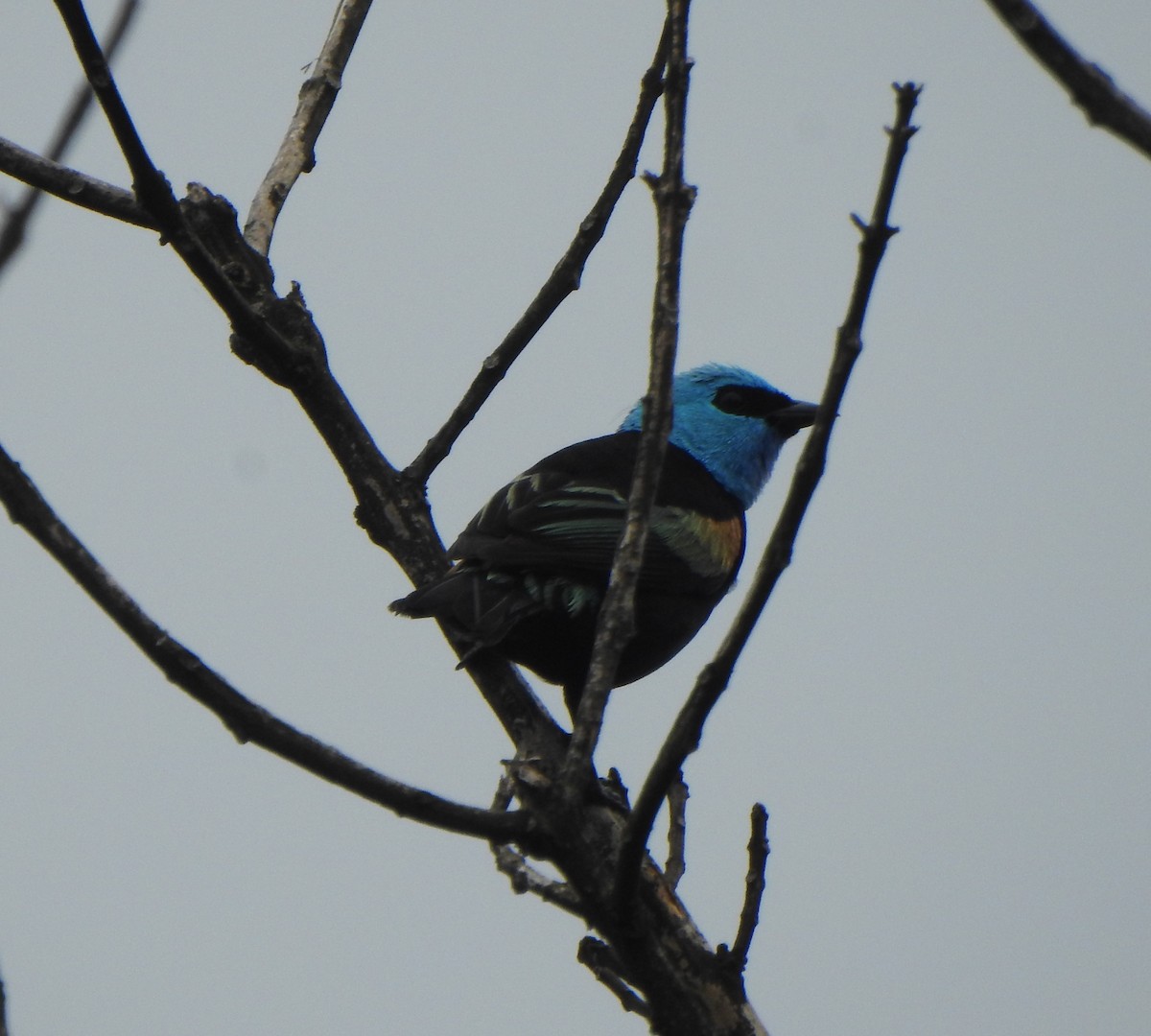 Blue-necked Tanager - ML618614809
