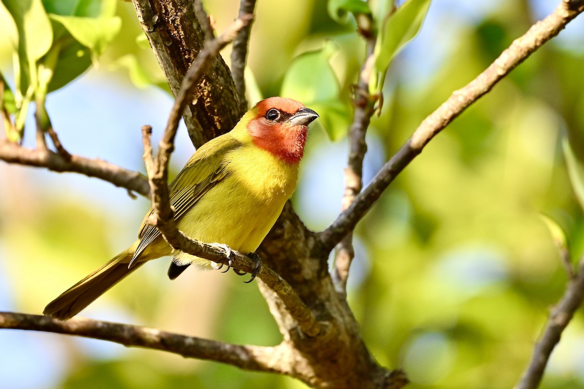 Red-headed Tanager - ML618614812