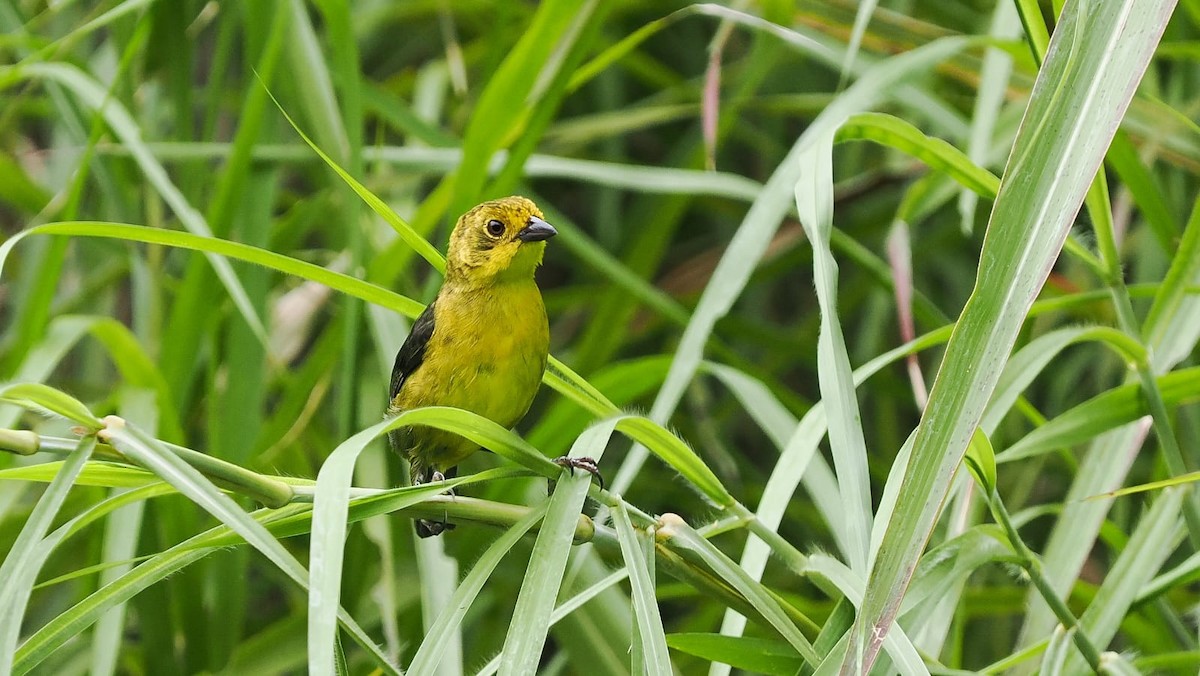 Yellow-headed Brushfinch - ML618614844