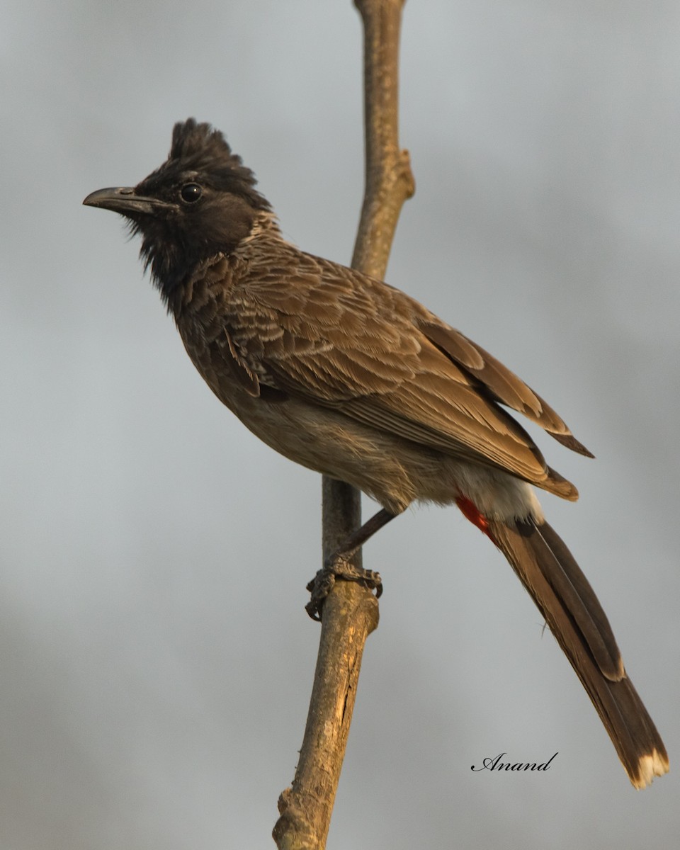 Red-vented Bulbul - ML618614873