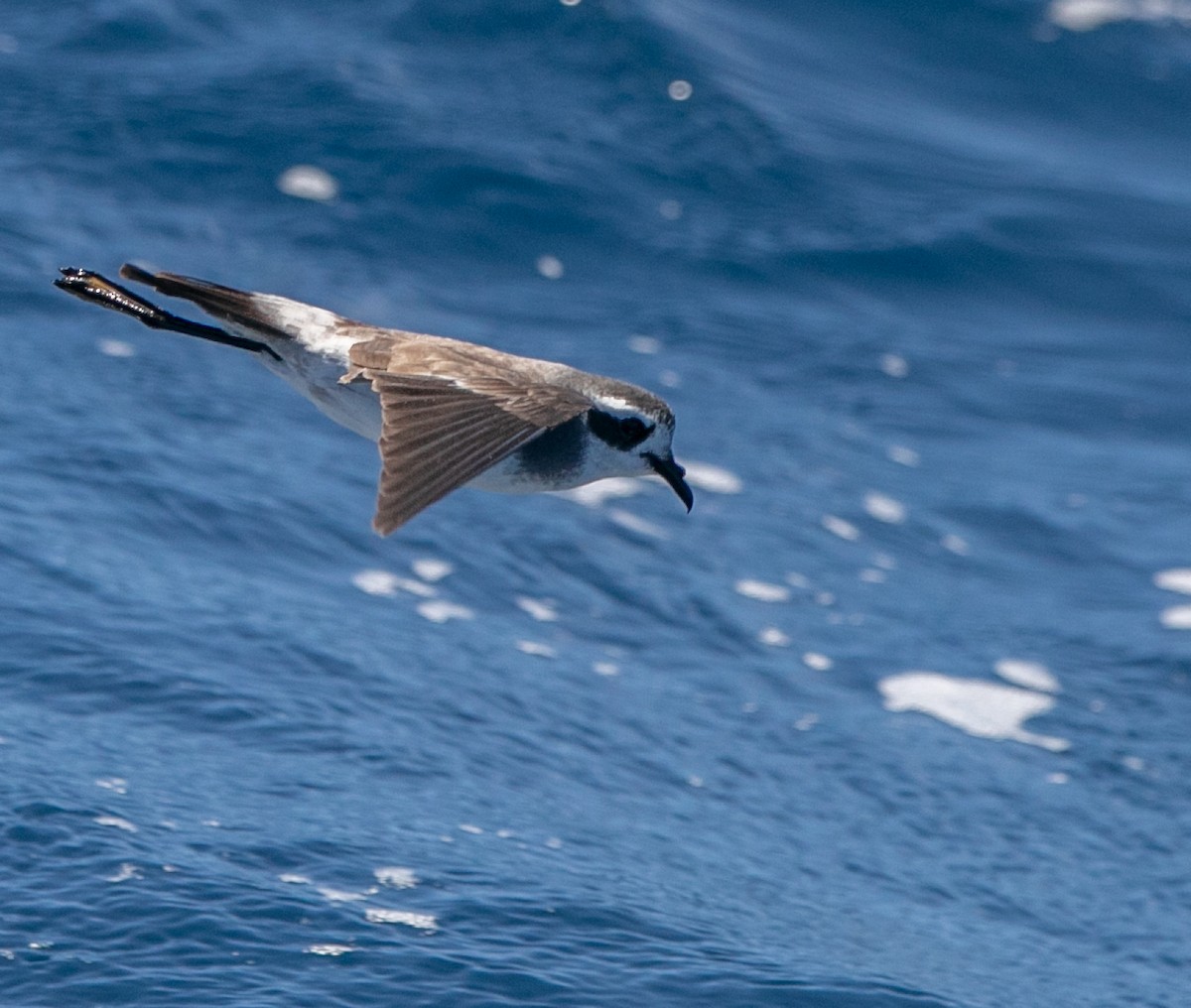 White-faced Storm-Petrel - ML618614883