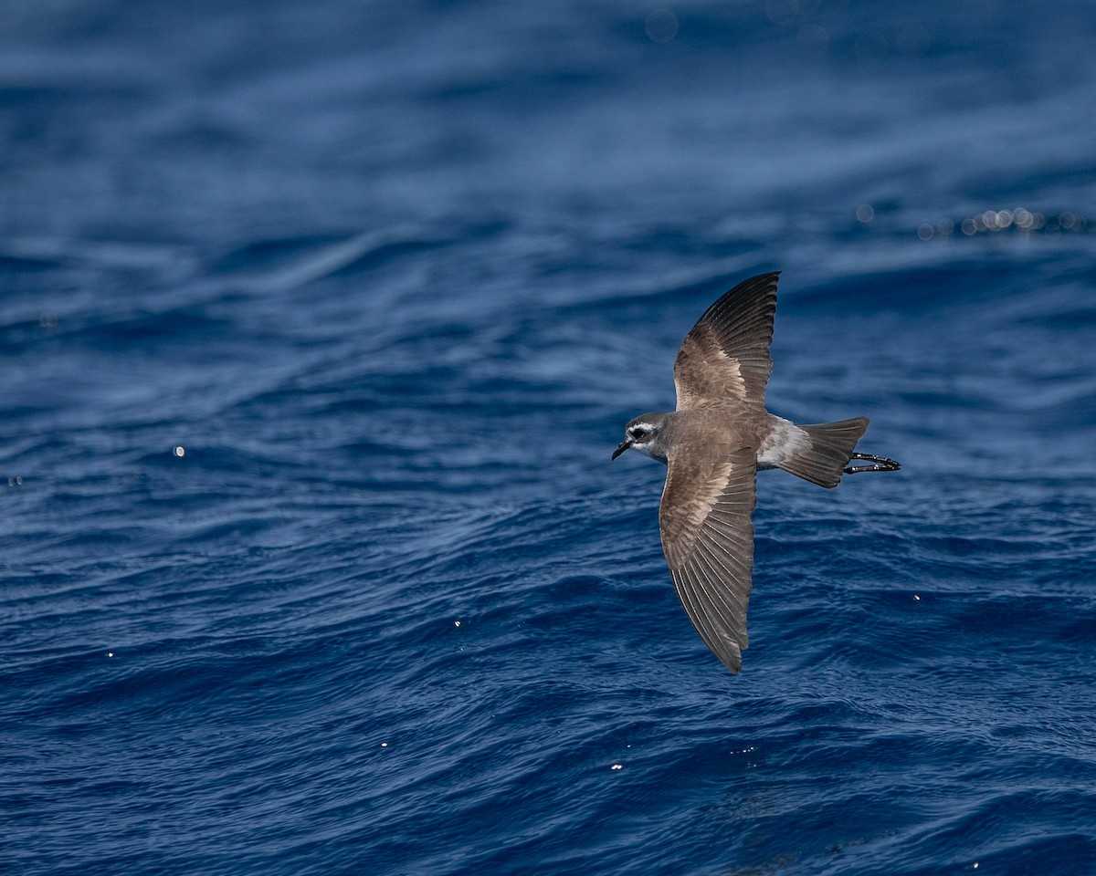 White-faced Storm-Petrel - ML618614885