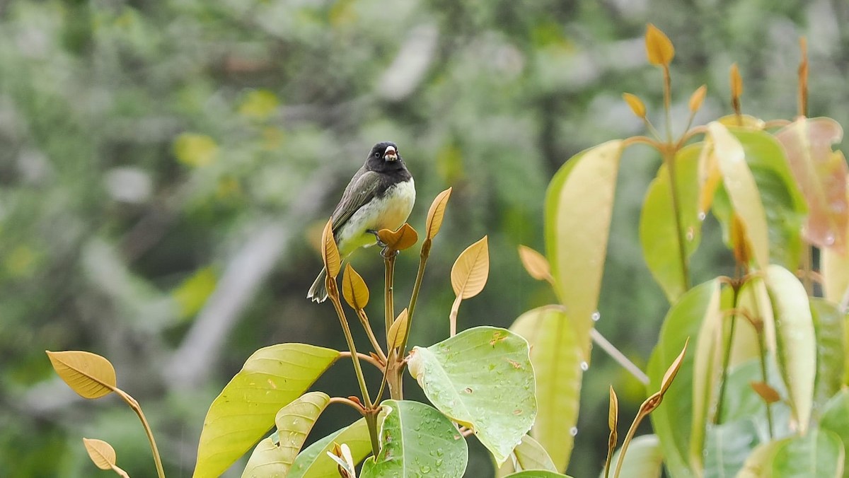 Yellow-bellied Seedeater - ML618614890