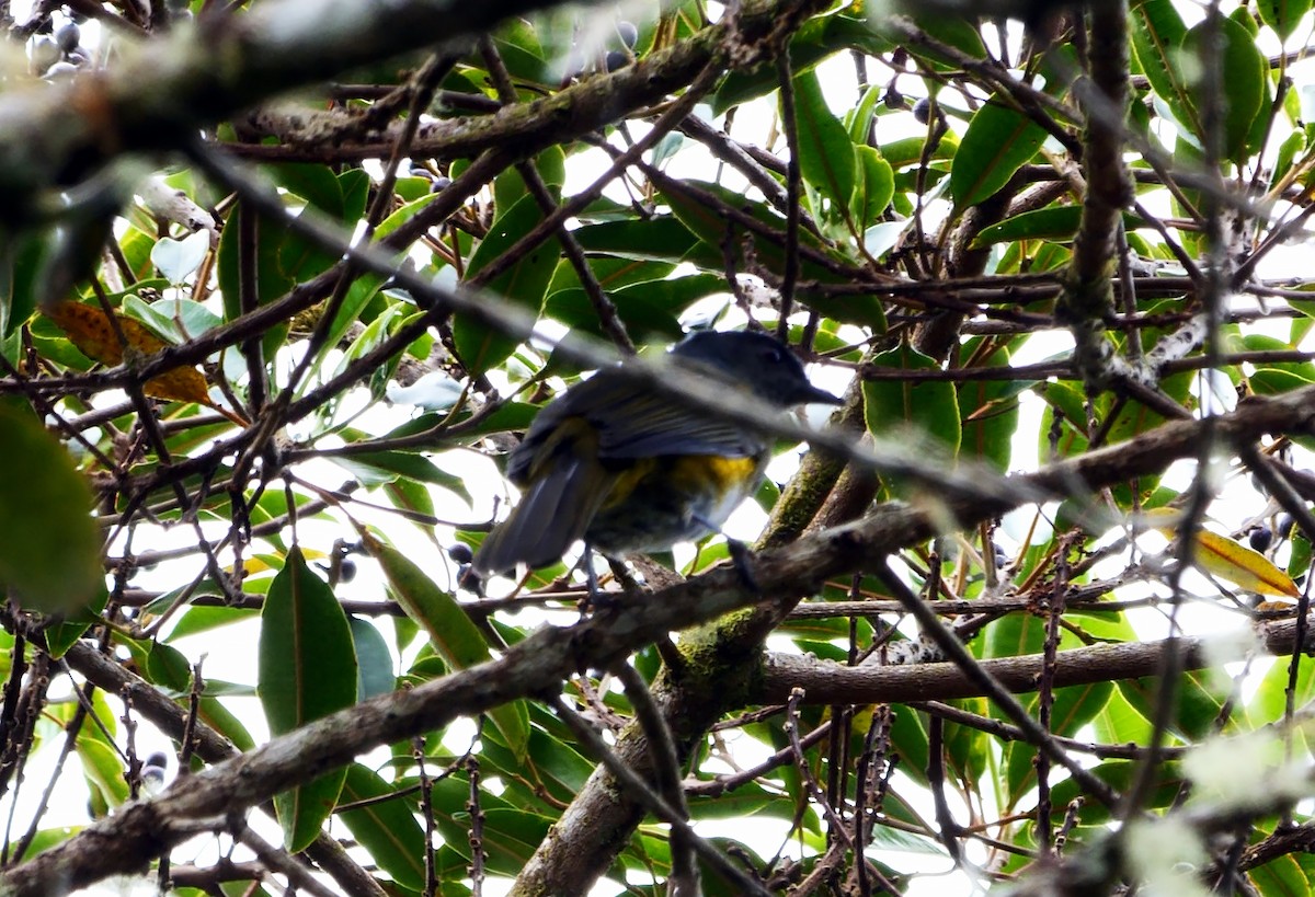 Black-and-yellow Silky-flycatcher - ML618614927
