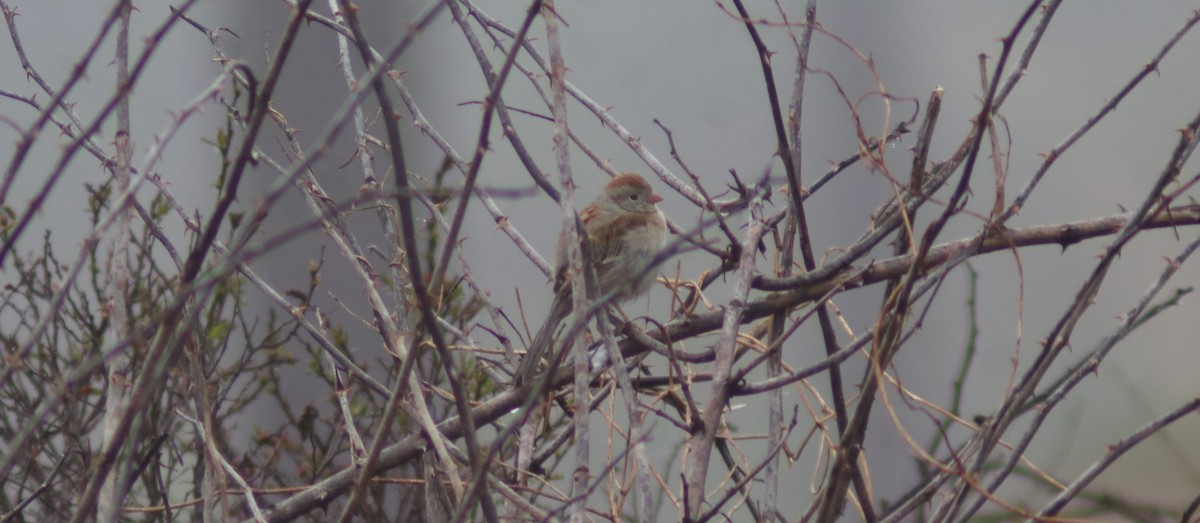 Field Sparrow - BJ dooley