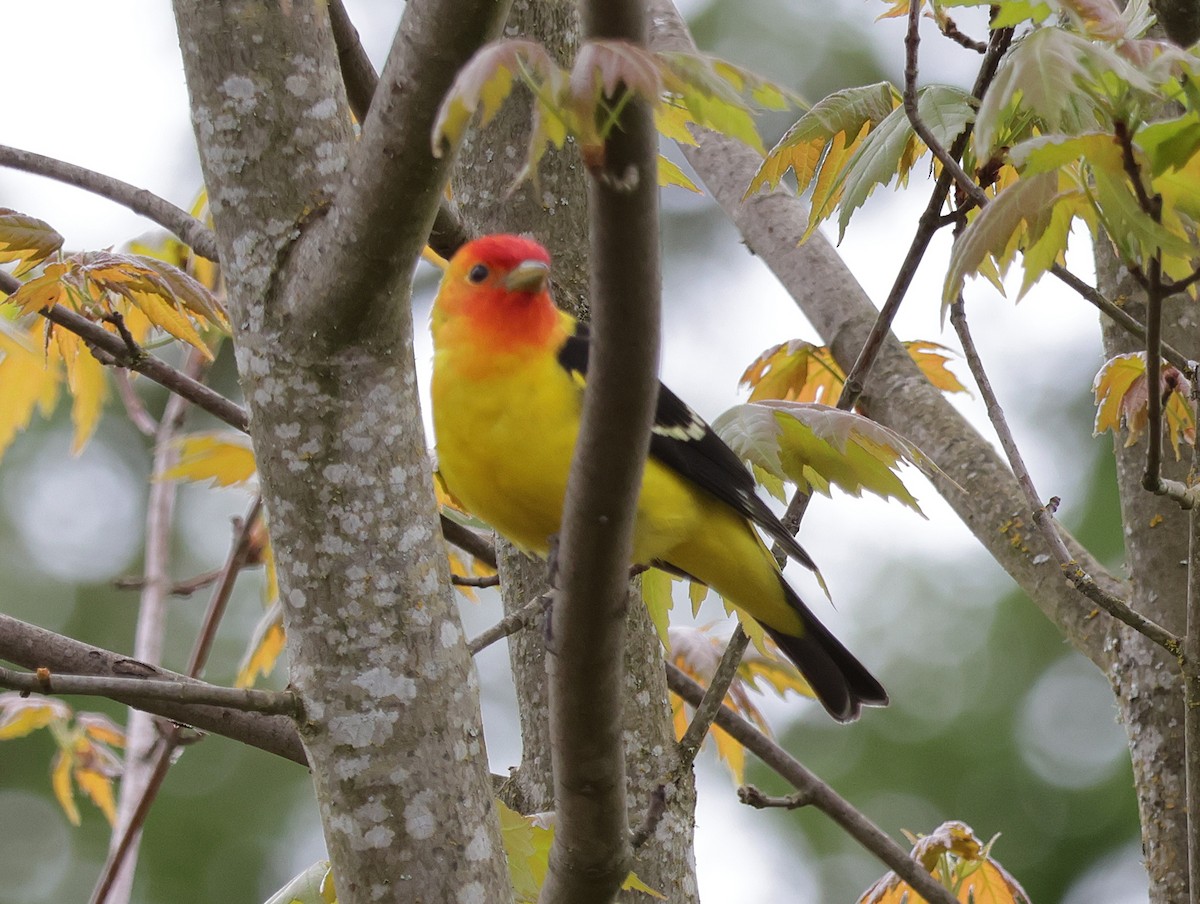 Western Tanager - ML618614958
