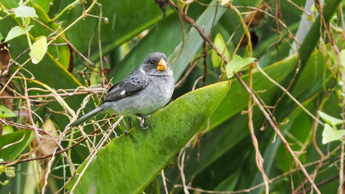 Gray Seedeater - ML618614963