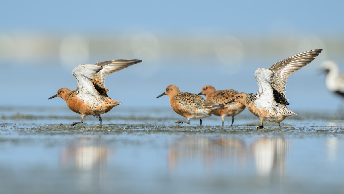 Red Knot - ML618614964