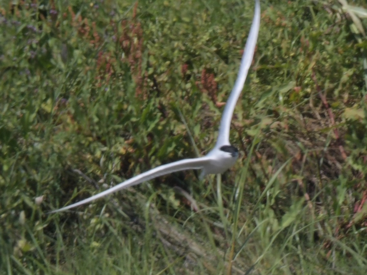 Gull-billed Tern - ML618614981