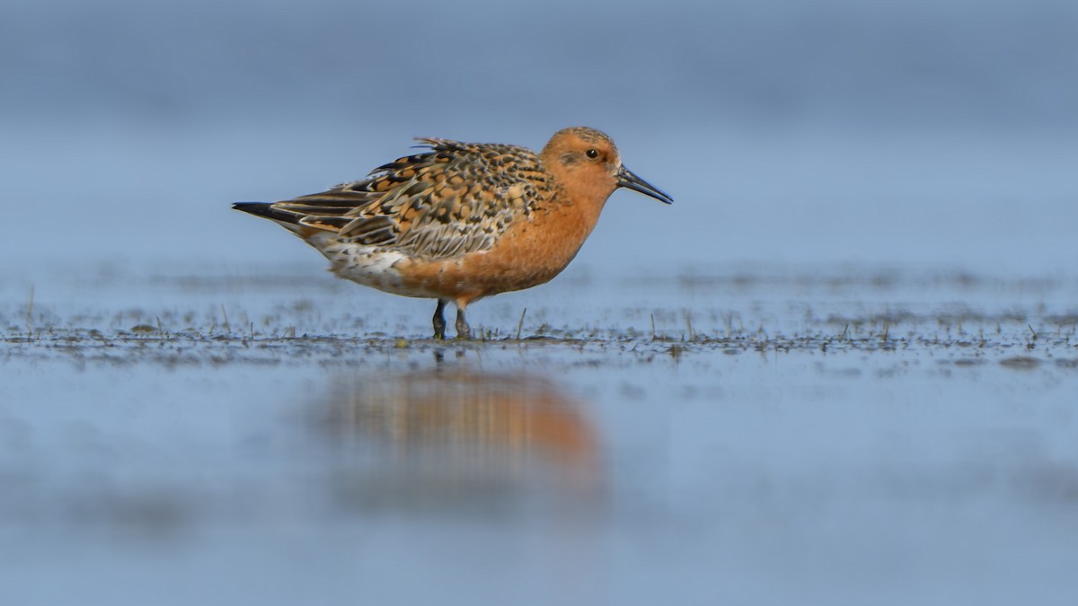 Red Knot - ML618614986