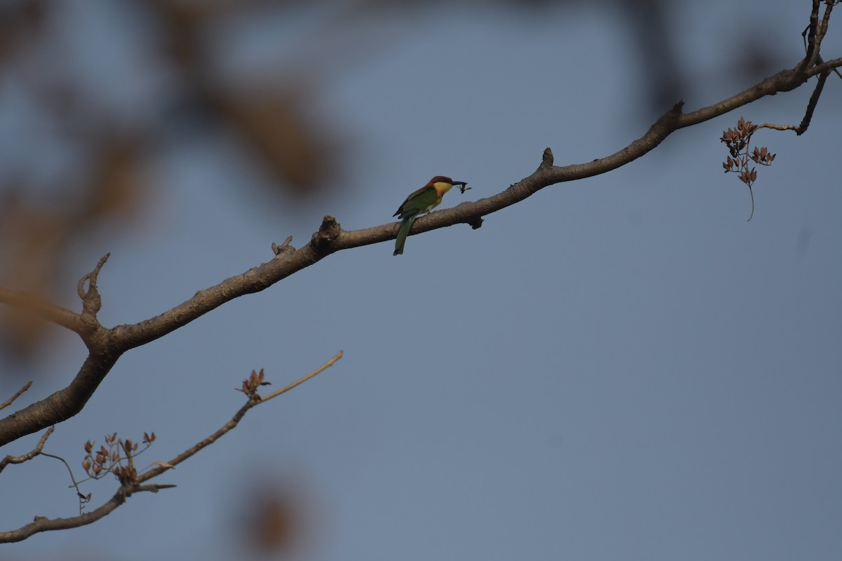 Chestnut-headed Bee-eater - ML618615014