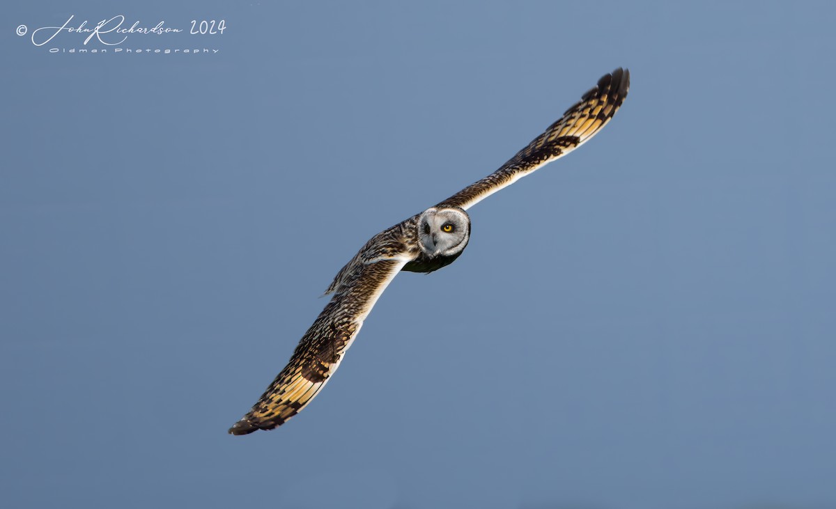 Short-eared Owl - ML618615045