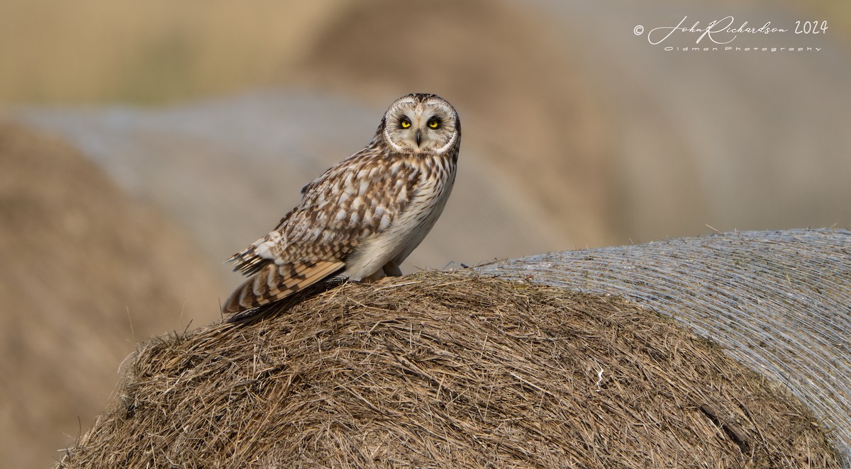 Short-eared Owl - ML618615047