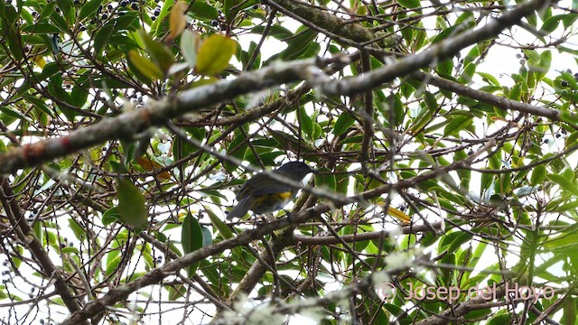 Black-and-yellow Silky-flycatcher - ML618615057