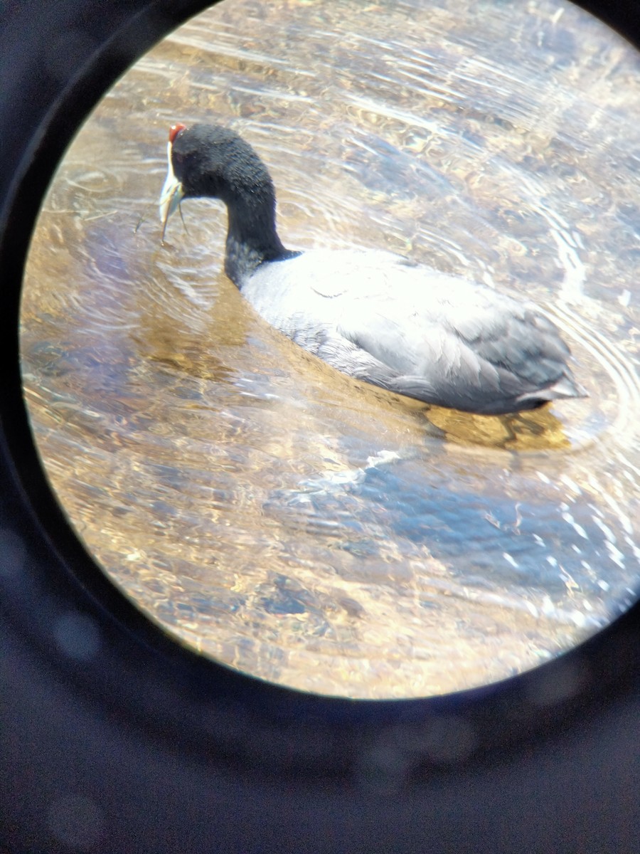 Red-knobbed Coot - ML618615060